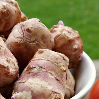 Guide complet pour planter et réussir la culture des topinambours au jardin