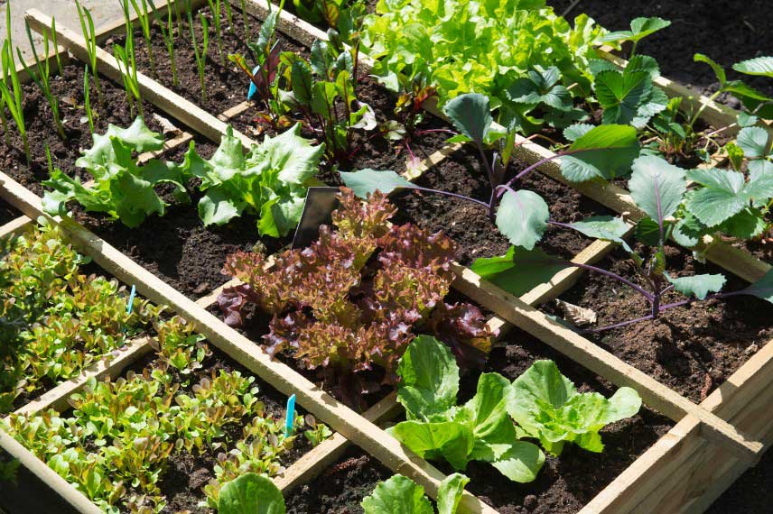 Cultiver ses legumes dans un potager en carres