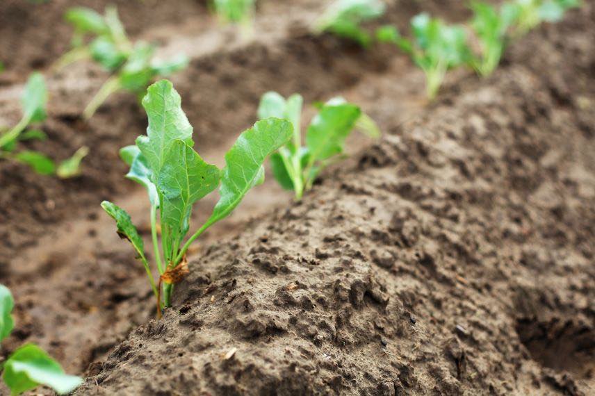 Réussir la culture du chou brocoli