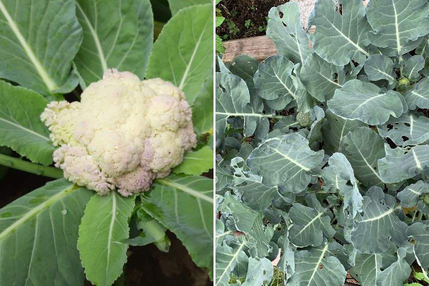 chou-fleur et chou brocoli