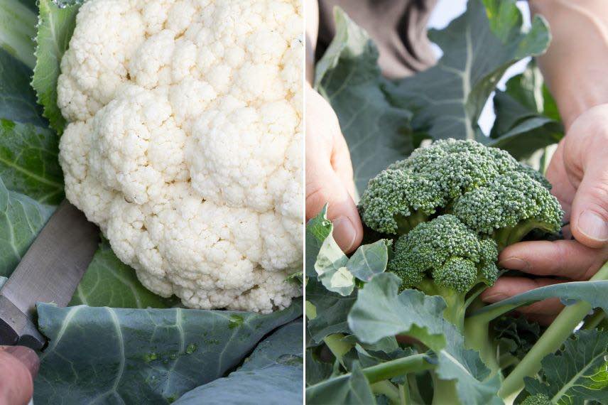 Brocoli : semer, cultiver, récolter