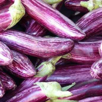 Réussir la culture des aubergines