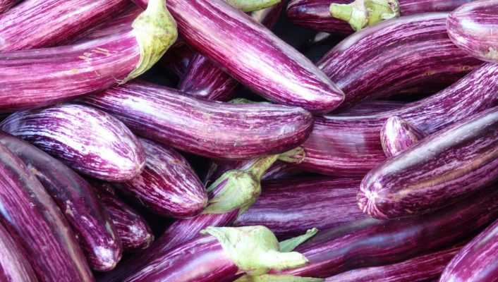 Réussir la culture des aubergines