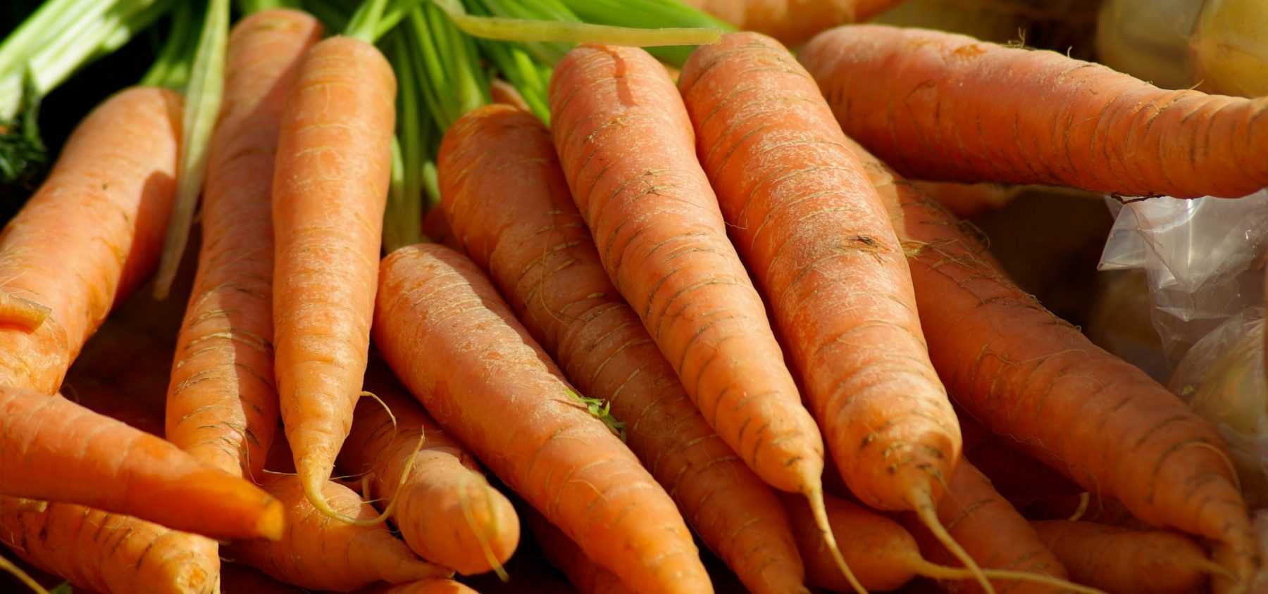 La carotte : la semer, la cultiver, la récolter au potager