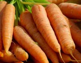 La carotte : la semer, la cultiver, la récolter au potager