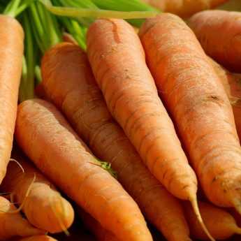 Réussir la culture des carottes