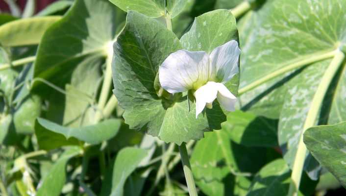 Réussir la culture des petits pois