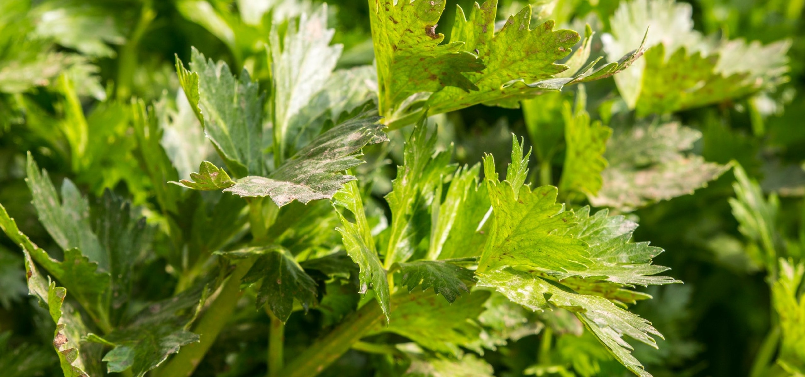 Céleri-rave, céleri branche : semer, planter, cultiver, récolter