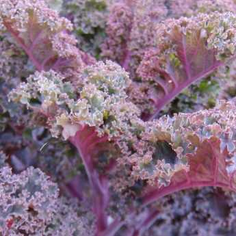 La culture du Kale et du chou frisé