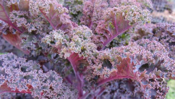 La culture du Kale et du chou frisé