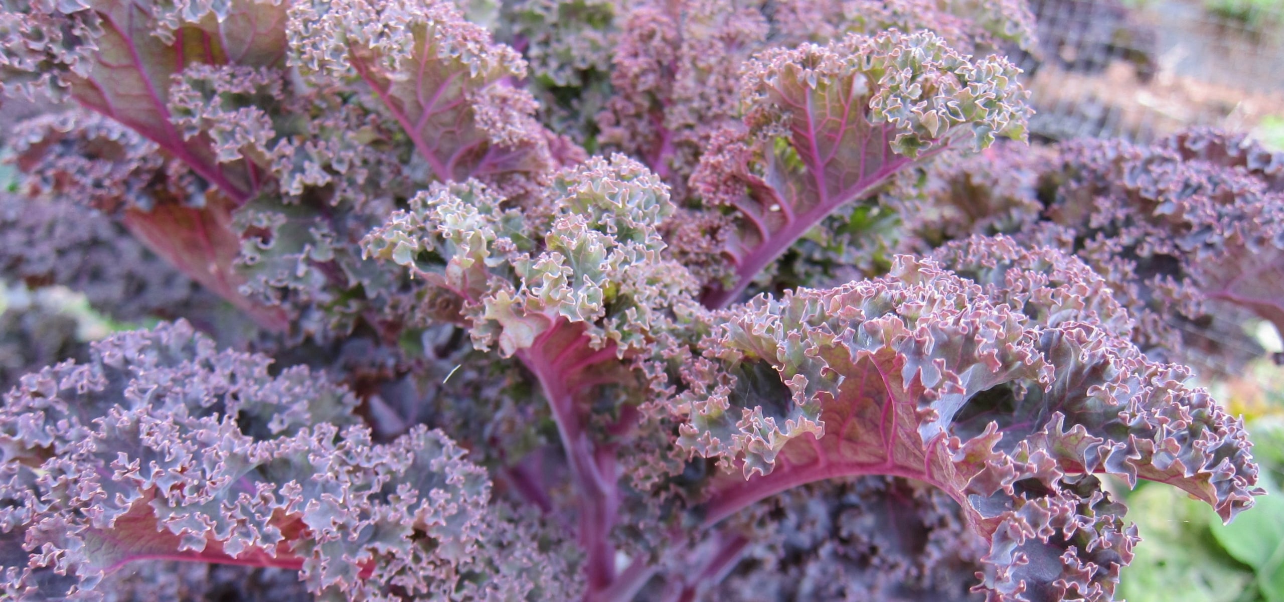 La culture du Kale et du chou frisé au potager