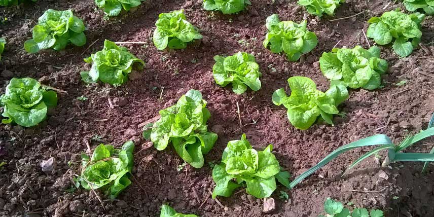 Salate im Gemüsegarten anbauen