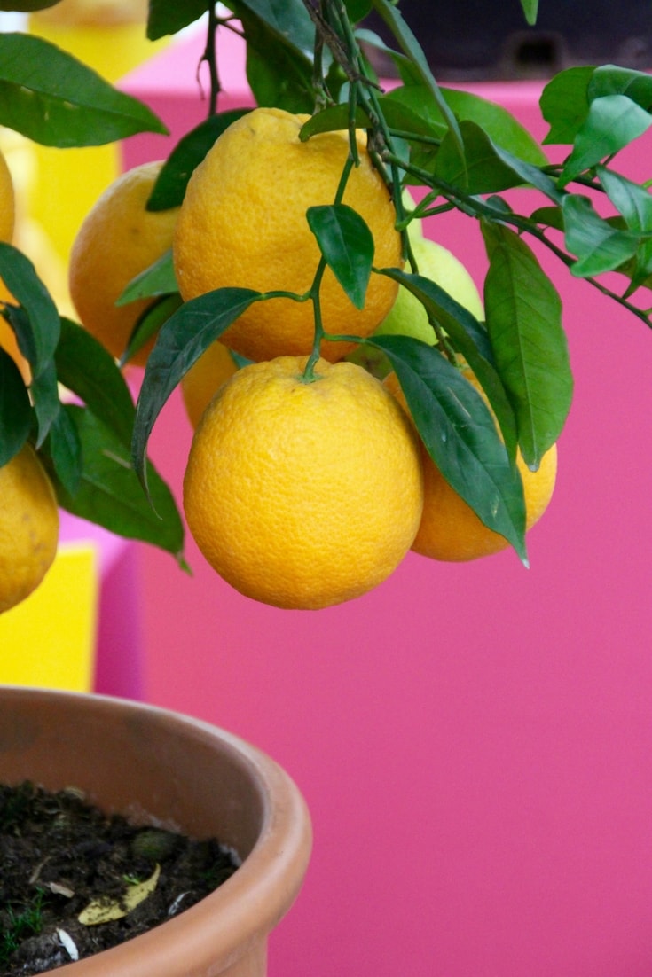 Lemon tree planted in a pot