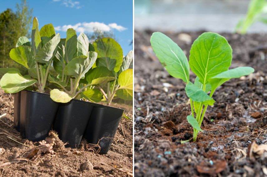 choux de Bruxelles planter