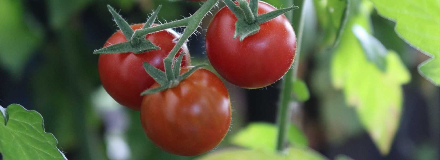 Réussir la culture des tomates