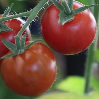 Réussir la culture des tomates