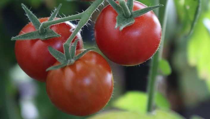 Réussir la culture des tomates