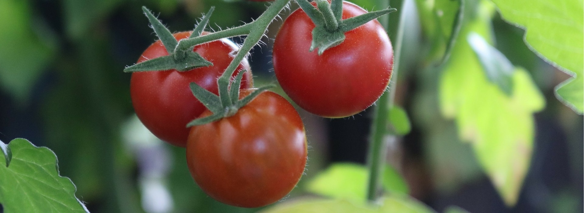 Réussir la culture des tomates