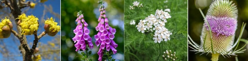 Plantes utiles au jardin naturel