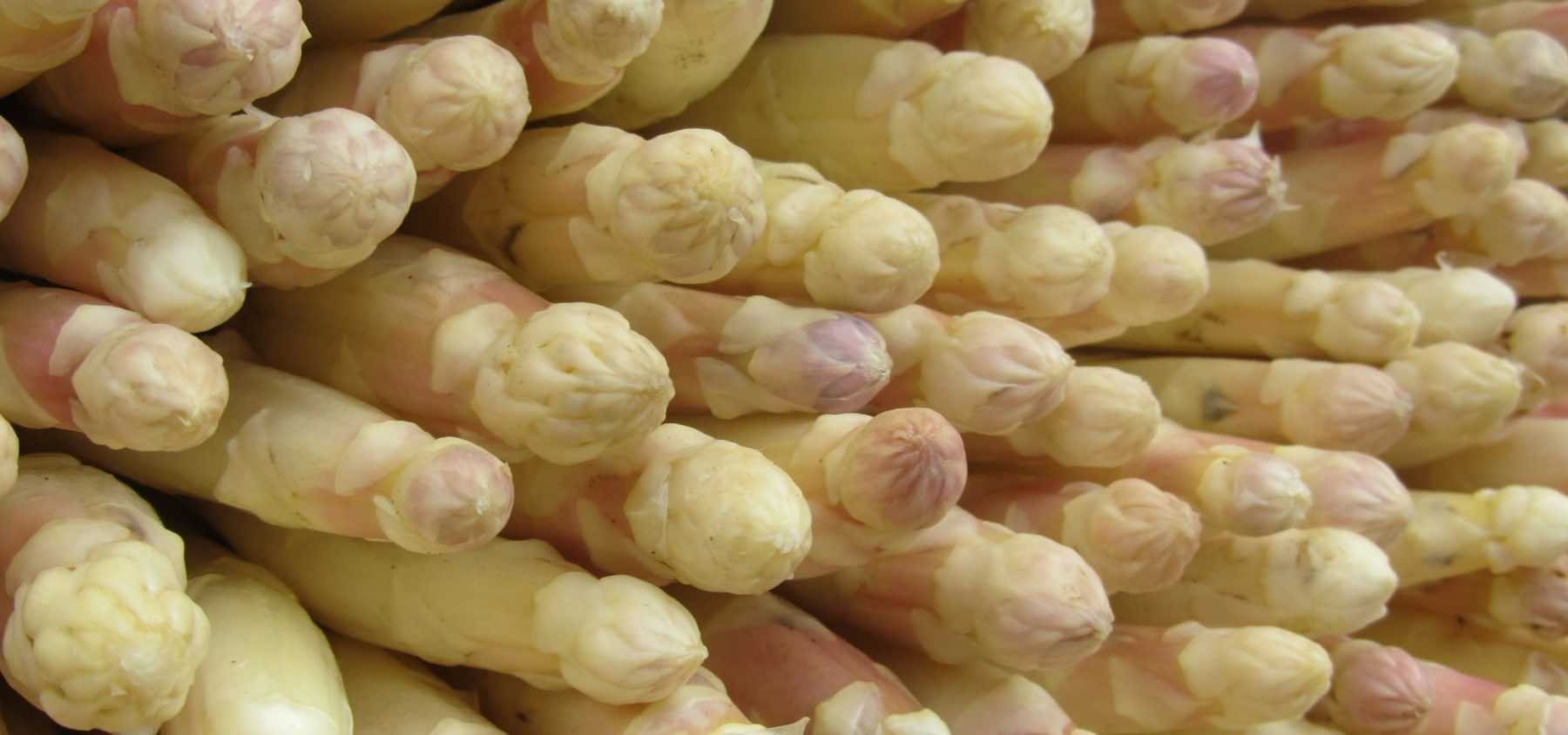 Réussir la culture des asperges