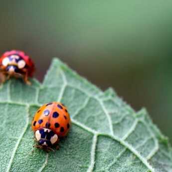 Lutte biologique au jardin : attirez les auxiliaires pour protéger vos cultures naturellement