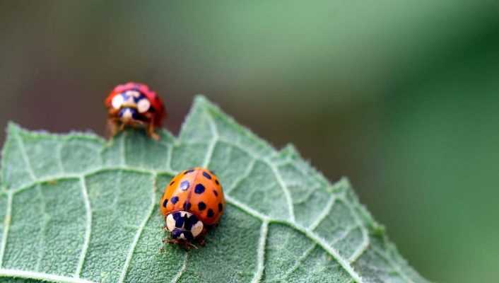 La protection naturelle des cultures