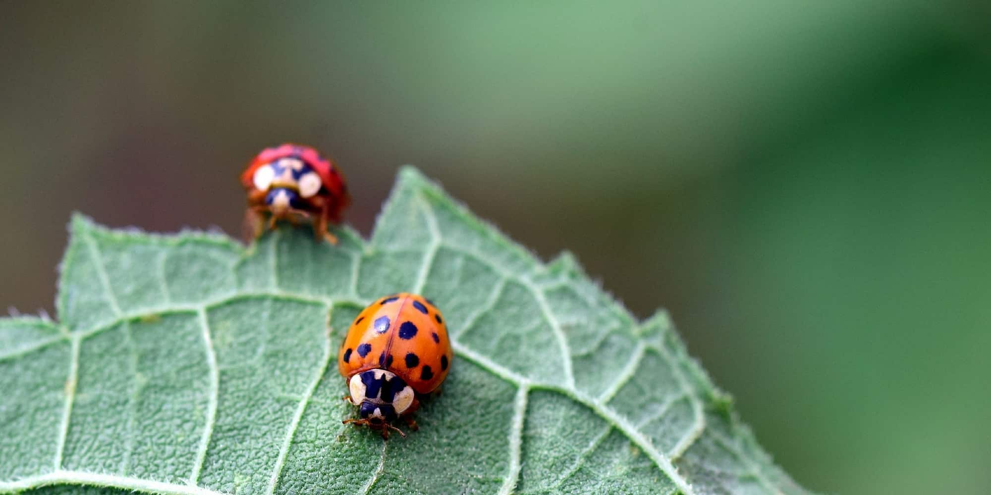Lutte biologique au jardin : attirez les auxiliaires pour protéger vos cultures naturellement