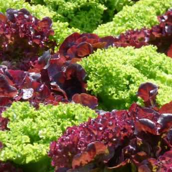 Réussir la culture des salades