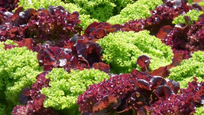 Réussir la culture des salades