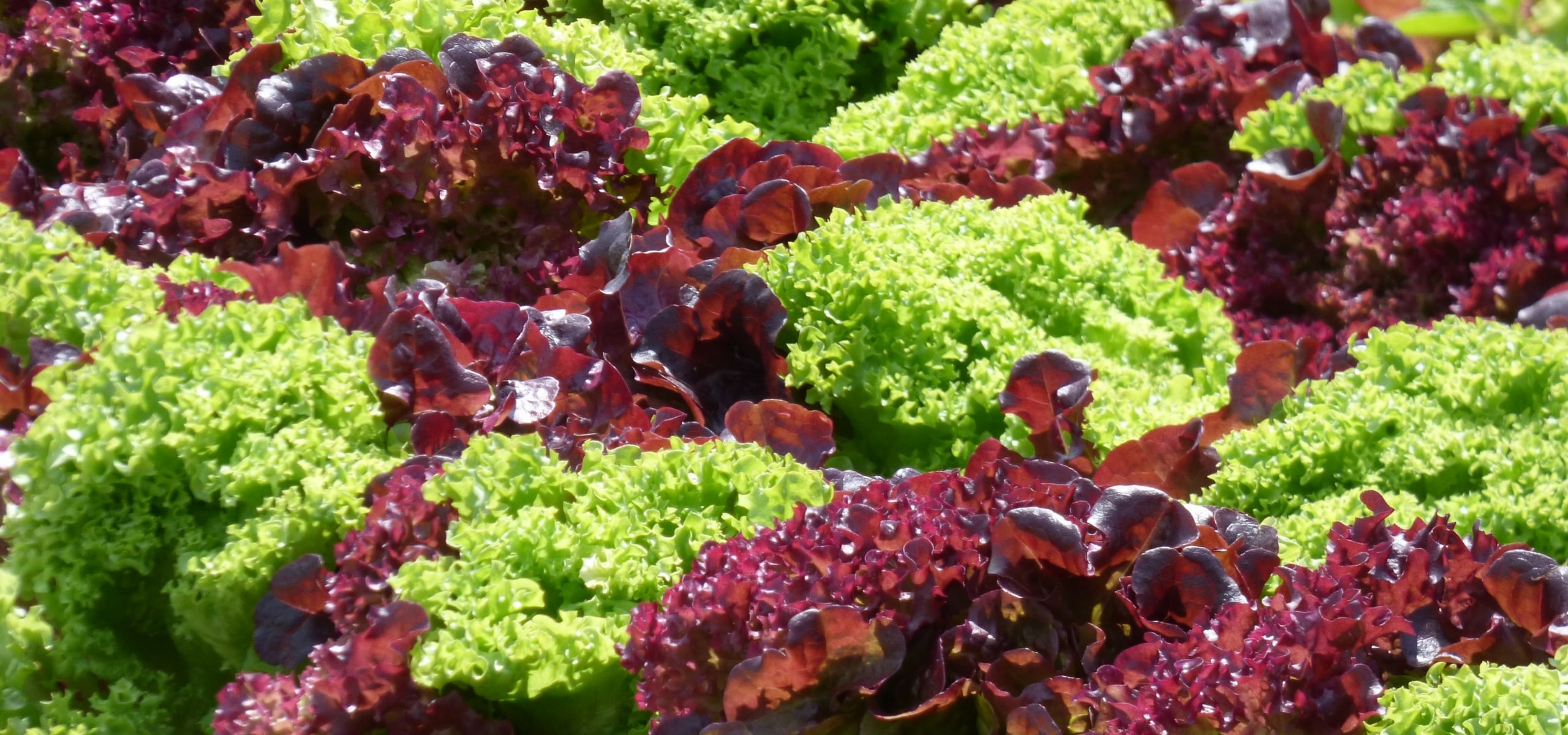 Réussir la culture des salades