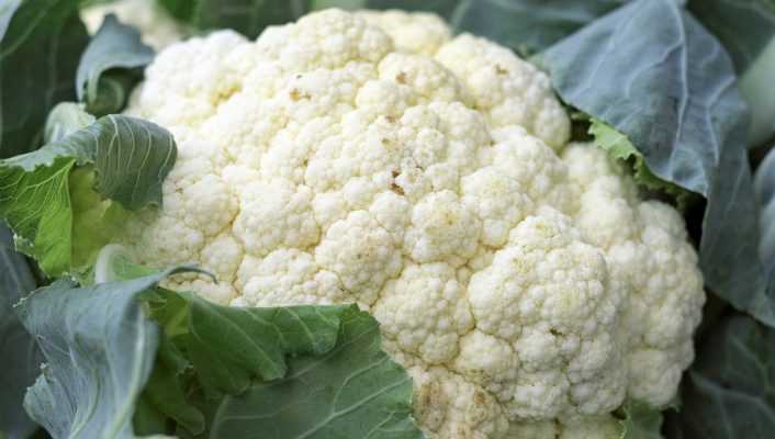 Réussir la culture du chou-fleur et du chou brocoli