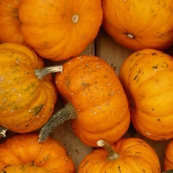 Le semis des courges et courgettes