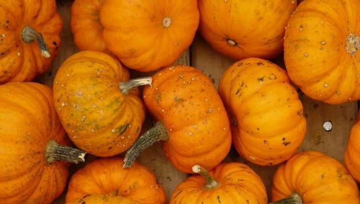 Le semis des courges et courgettes