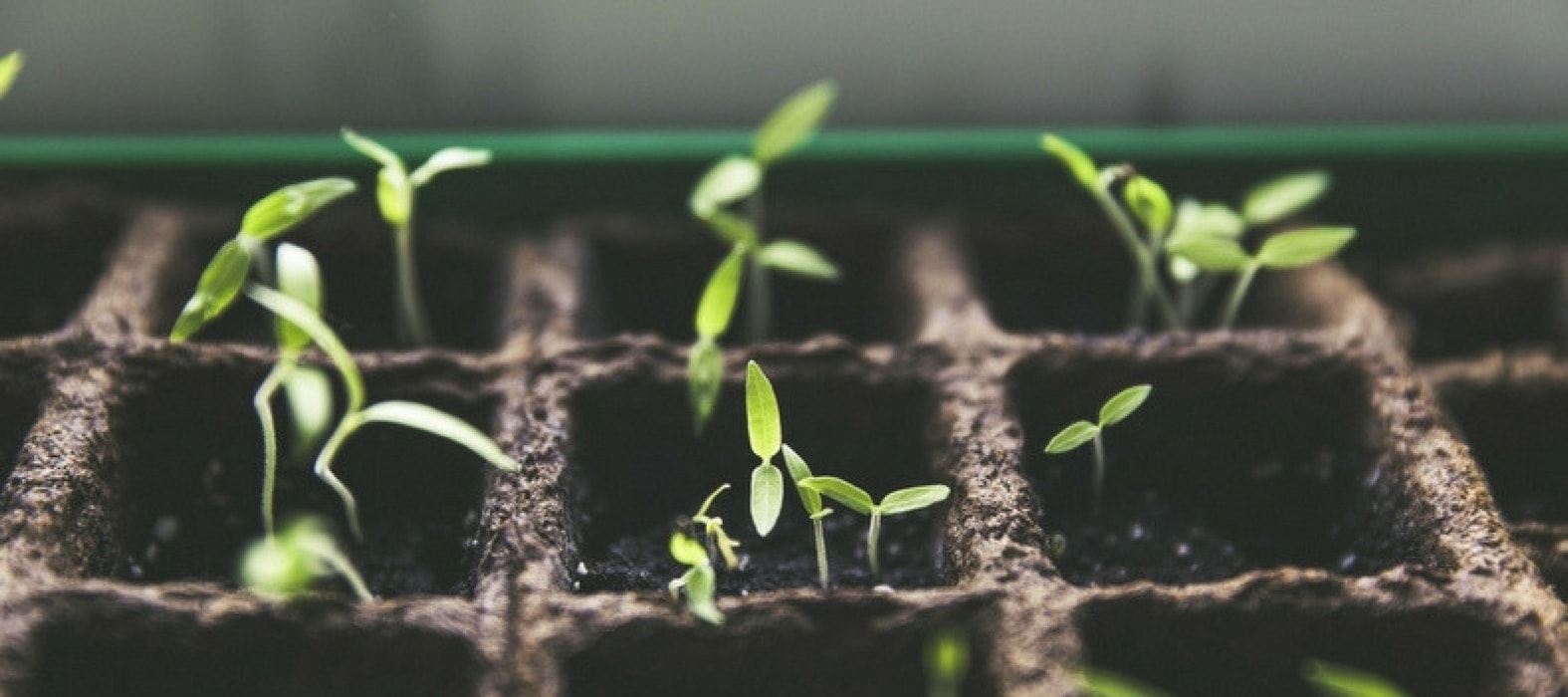 tomate : le semis