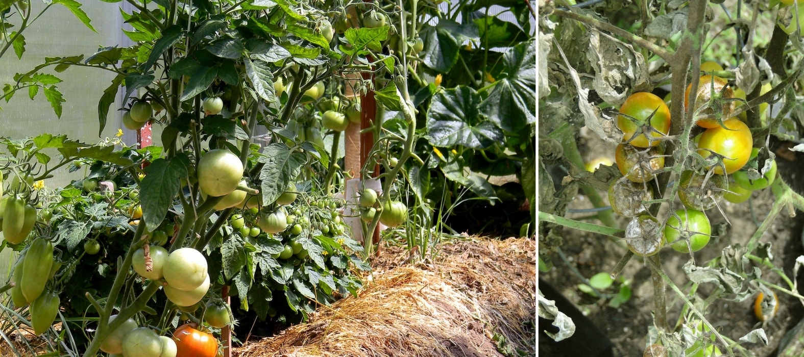 mildiou de la tomate, cultivez sous abri