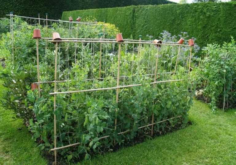 Tuteurer les variétés à rames - Promesse de Fleurs