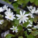 Anemonella thalictroides, un joyau en fleurs en ce moment.