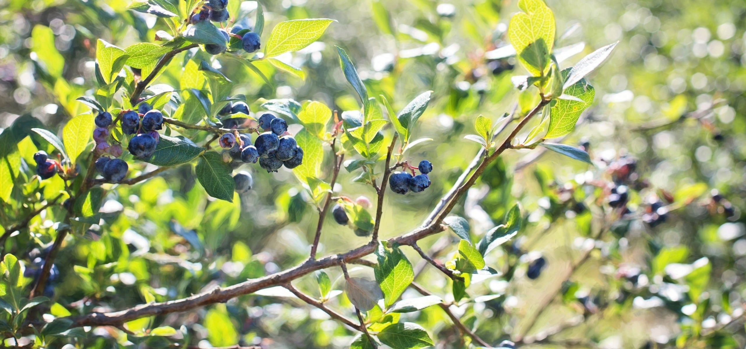 Pince à déchet enfant en bois - Huckleberry