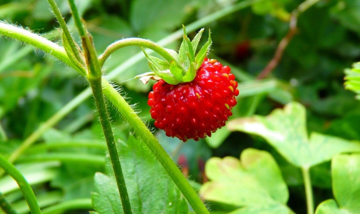 planter des fraises des bois