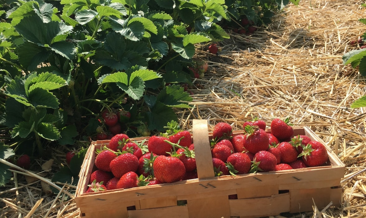 fraisiers : plantation