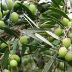 Planter des oliviers