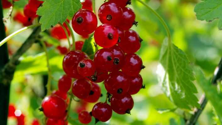 Planter des petits fruits