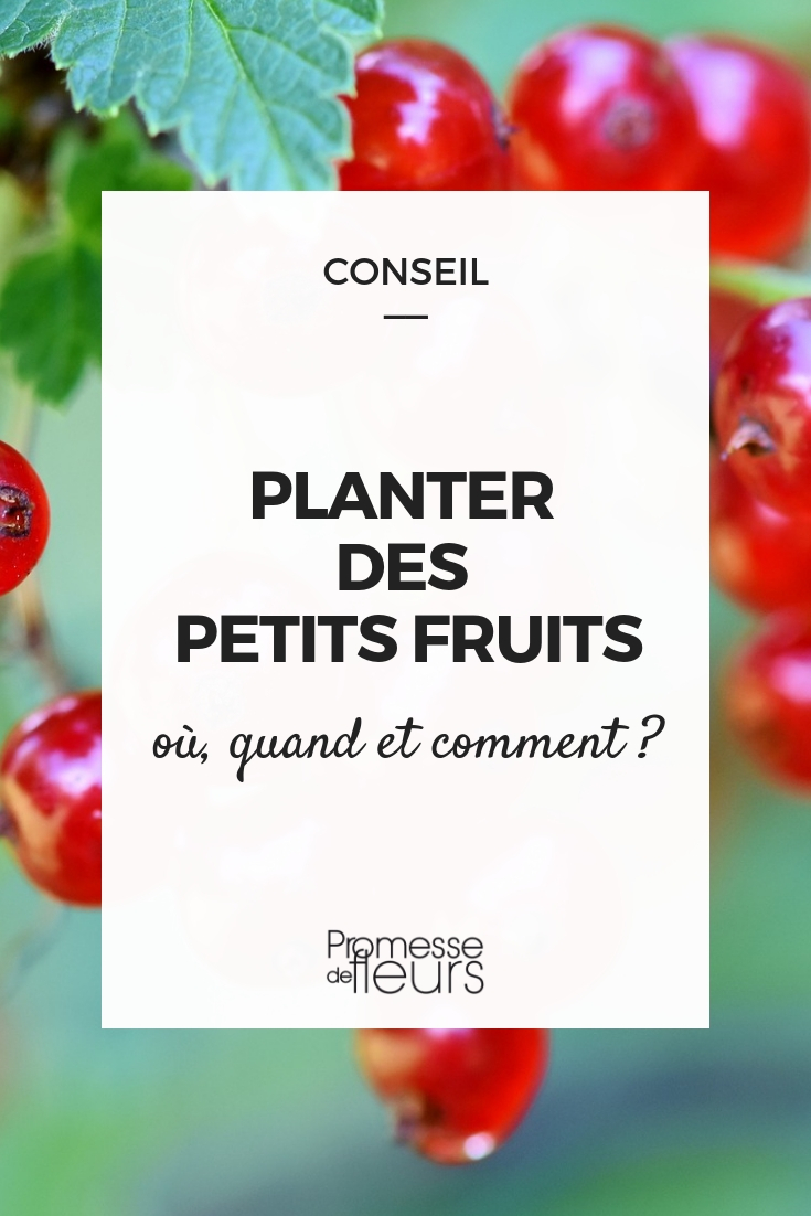 Plantation groseillier, cassis, framboisier, myrtillier