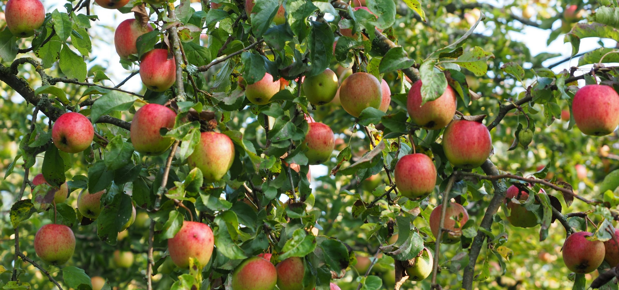 Pommier : plantation, taille et entretien