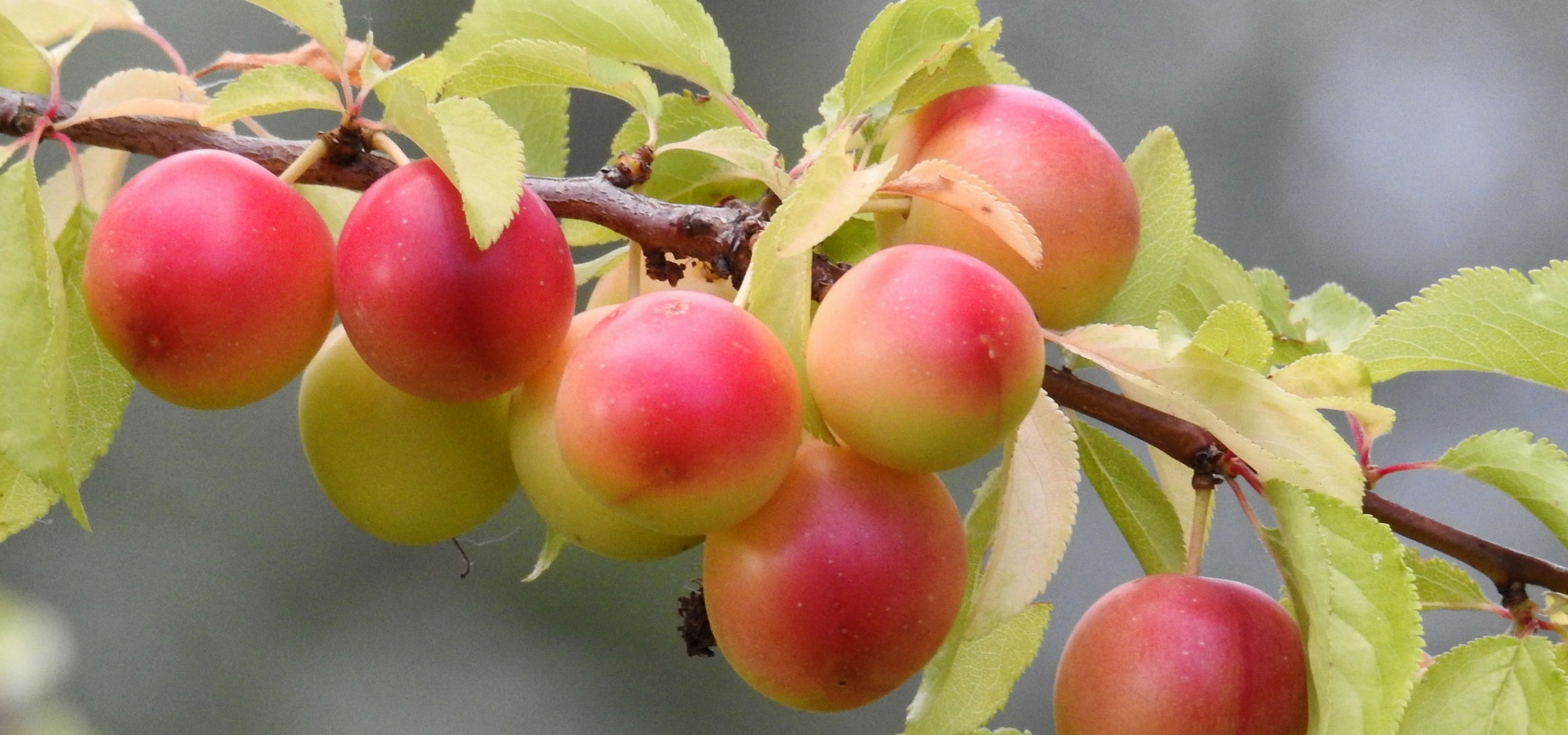 Prunier : plantation, taille et entretien