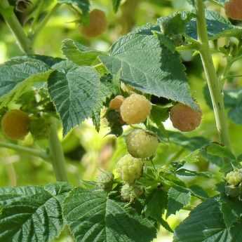 La taille des framboisiers