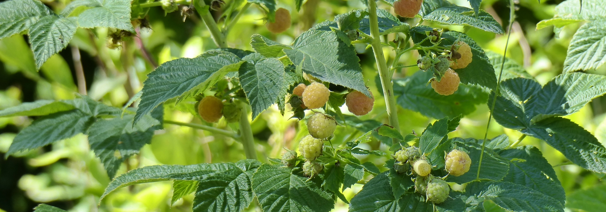 La taille des framboisiers