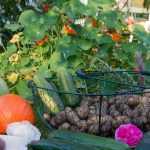 L'association des cultures au potager