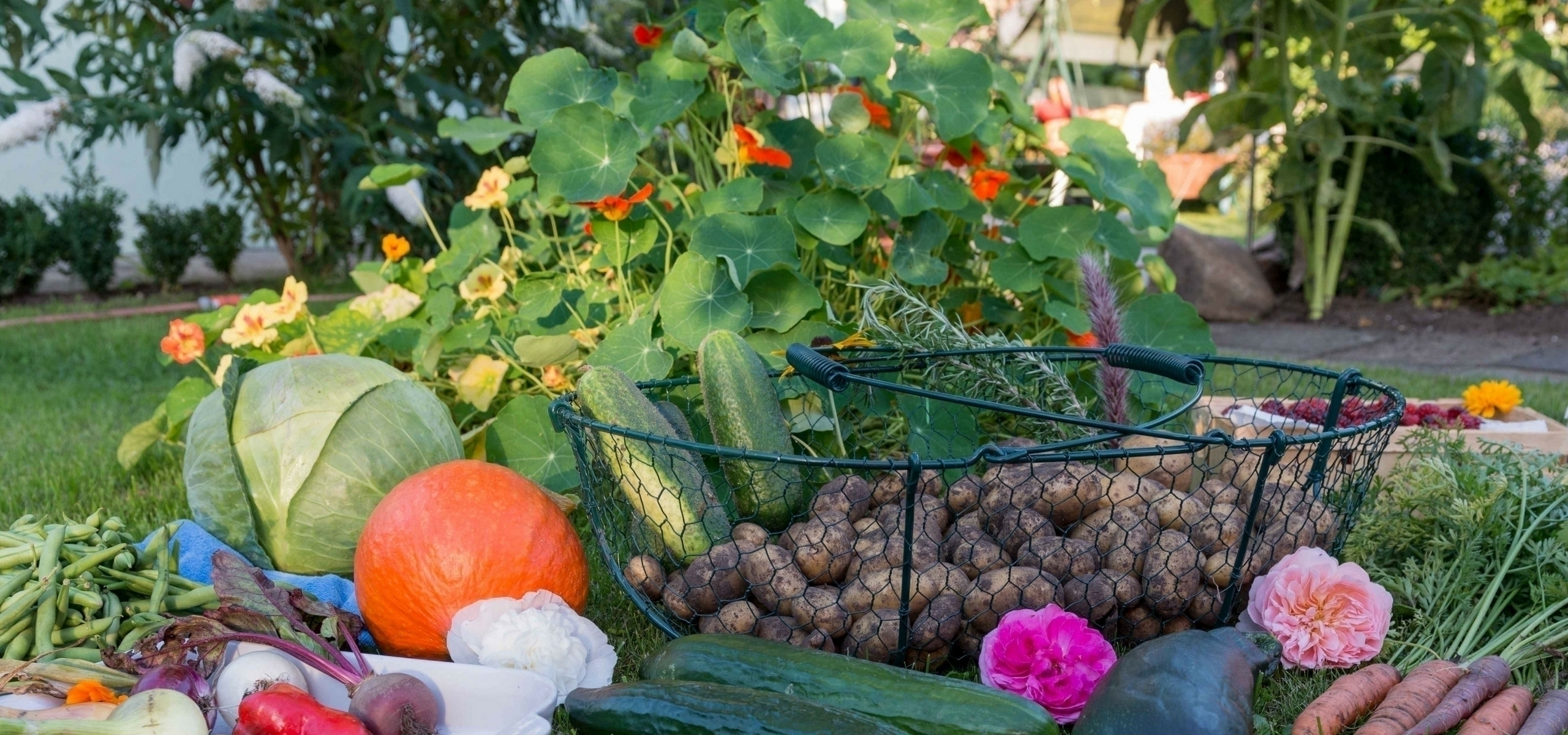 L'association des cultures au potager