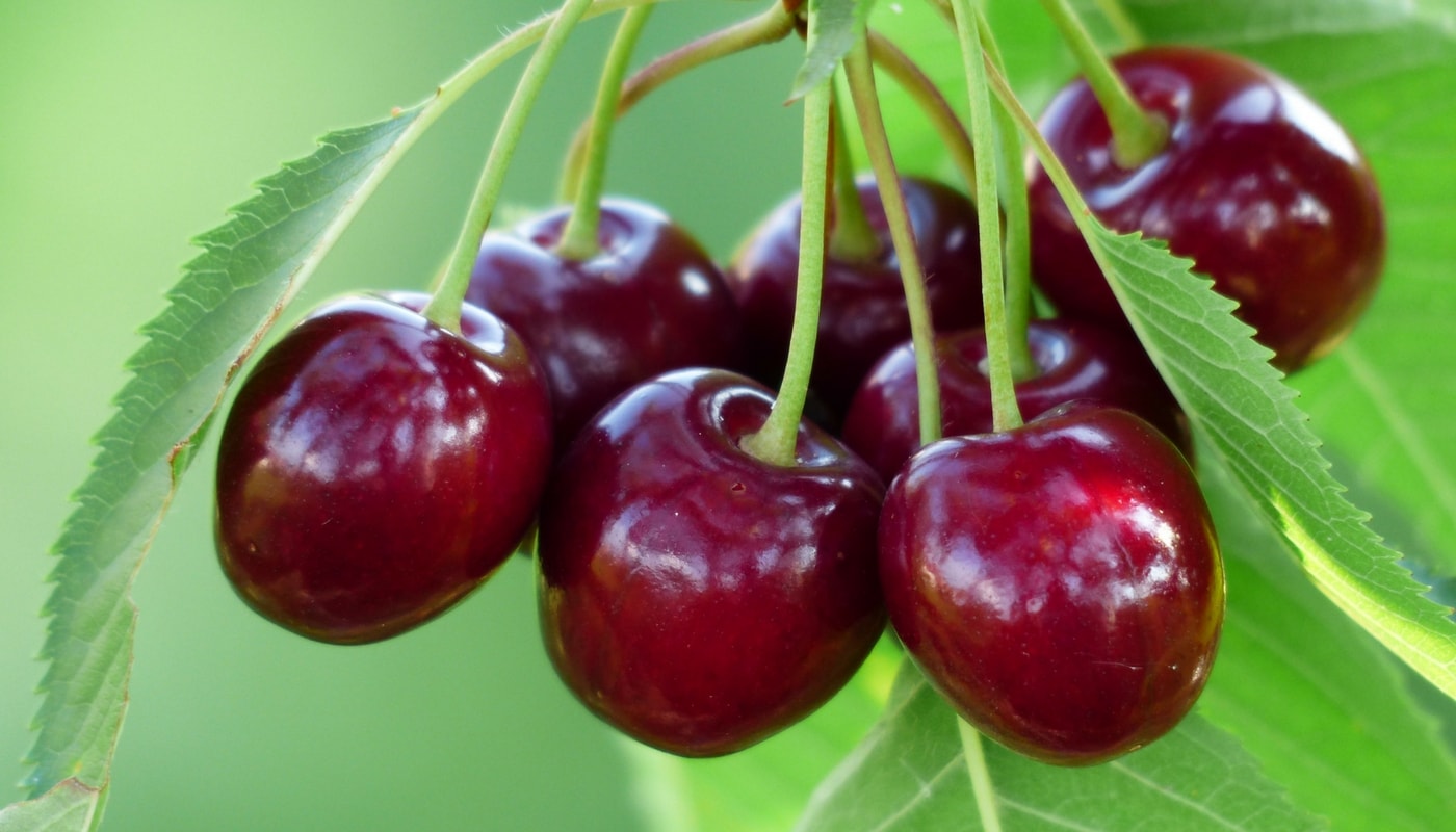 These cherries, appetising, are also appealing to birds: remember to protect your trees